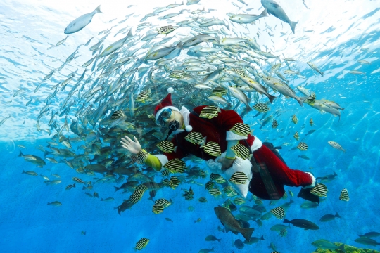 Aksi Sinterklas Menyelam Bersama Ikan-Ikan di Hakkeijima Sea Paradise