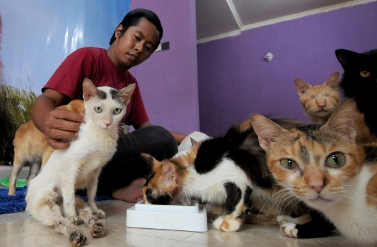 Mengunjungi Rumah Penampungan Kucing Disabilitas di Depok