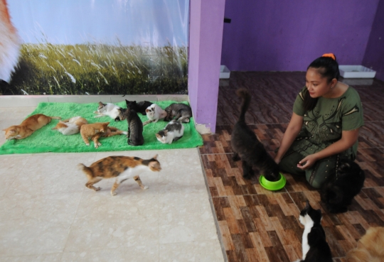 Mengunjungi Rumah Penampungan Kucing Disabilitas di Depok