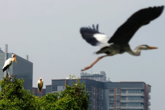 Burung-Burung Pesisir Jakarta Kian Terancam