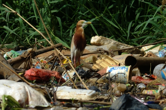 Burung-Burung Pesisir Jakarta Kian Terancam