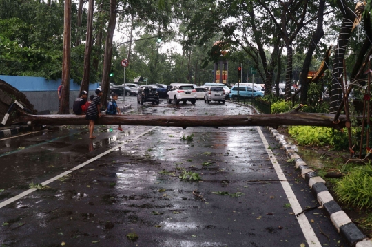 Cuaca Ekstrem, Pohon-Pohon Bertumbangan Timpa Mobil di Tangerang