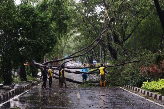 Cuaca Ekstrem, Pohon-Pohon Bertumbangan Timpa Mobil di Tangerang