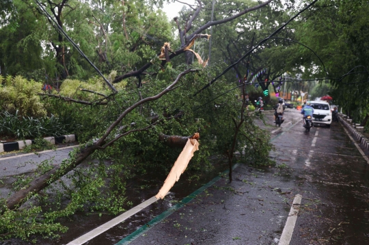 Cuaca Ekstrem, Pohon-Pohon Bertumbangan Timpa Mobil di Tangerang