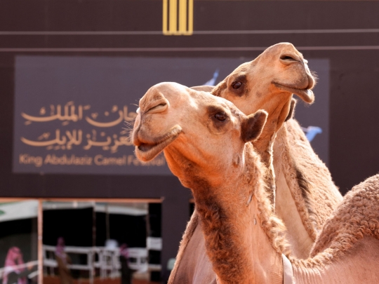 Festival Unta Raja Abdulaziz di Arab Saudi