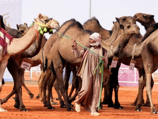 Festival Unta Raja Abdulaziz di Arab Saudi