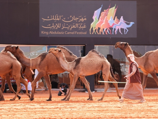 Festival Unta Raja Abdulaziz di Arab Saudi