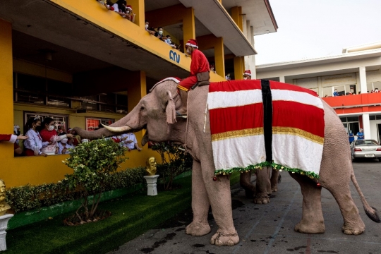 Aksi Gajah Berjubah Sinterklas Bagi-Bagi Kado Natal di Thailand