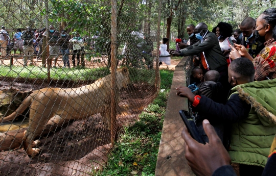 Keseruan Warga Nikmati Liburan Natal Bareng Singa di Kebun Binatang Kenya