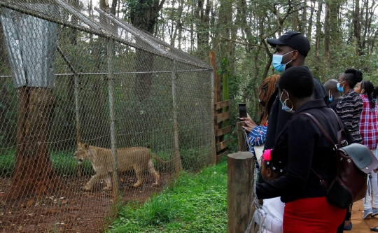 Keseruan Warga Nikmati Liburan Natal Bareng Singa di Kebun Binatang Kenya