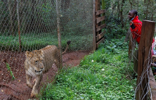 Keseruan Warga Nikmati Liburan Natal Bareng Singa di Kebun Binatang Kenya