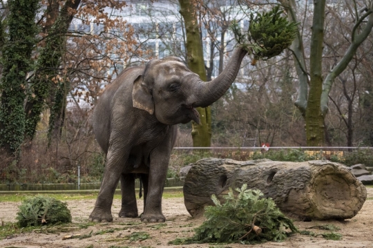 Sisa Pohon Natal Jadi Santapan Hewan di Kebun Binatang Berlin