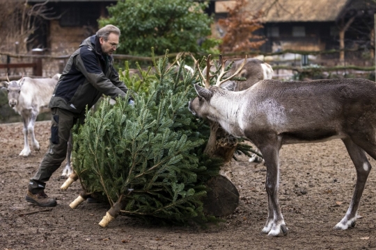 Sisa Pohon Natal Jadi Santapan Hewan di Kebun Binatang Berlin