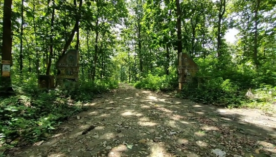 Potret Kampung Tersembunyi di Tengah Hutan Jati Lamongan, Gapura Masuk Curi Perhatian