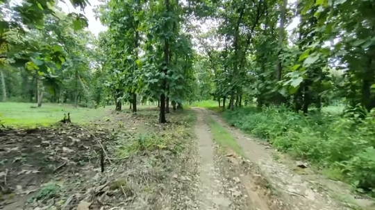 Potret Kampung Tersembunyi di Tengah Hutan Jati Lamongan, Gapura Masuk Curi Perhatian