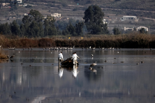 Ribuan Bangau di Israel Mati Karena Flu Burung