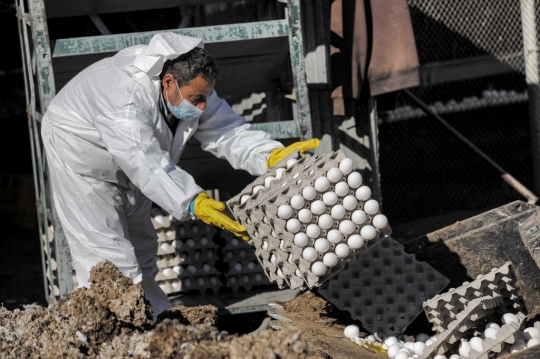 Israel Buang Ribuan Telur Ayam dari Peternakan yang Terpapar Flu Burung