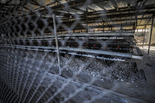 Israel Buang Ribuan Telur Ayam dari Peternakan yang Terpapar Flu Burung