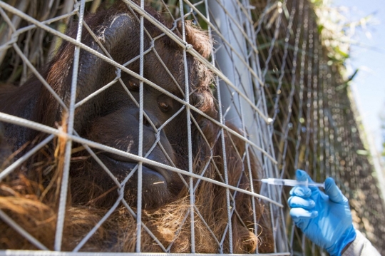 Orang Utan Kalimantan hingga Harimau Bengal Disuntik Vaksin Covid-19 di Chile