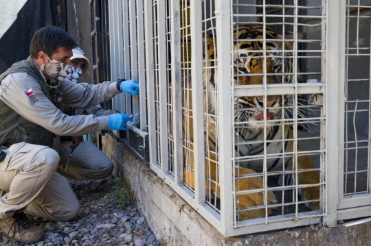 Orang Utan Kalimantan hingga Harimau Bengal Disuntik Vaksin Covid-19 di Chile