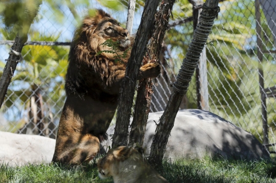 Orang Utan Kalimantan hingga Harimau Bengal Disuntik Vaksin Covid-19 di Chile