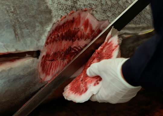 Wujud Tuna Seberat 211 Kg yang Terjual Rp2 Miliar di Jepang