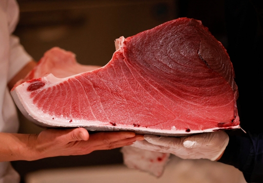 Wujud Tuna Seberat 211 Kg yang Terjual Rp2 Miliar di Jepang