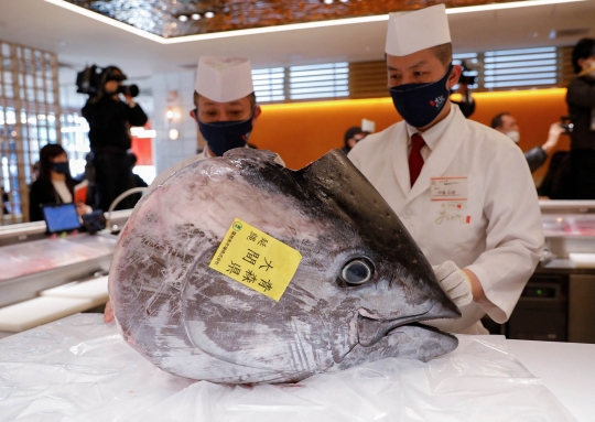 Wujud Tuna Seberat 211 Kg yang Terjual Rp2 Miliar di Jepang