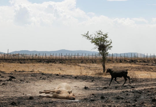 Puluhan Hewan Ternak Tewas Akibat Kebakaran Hutan di Paraguay