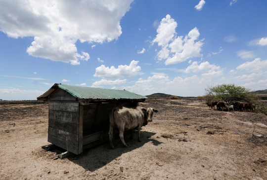 Puluhan Hewan Ternak Tewas Akibat Kebakaran Hutan di Paraguay