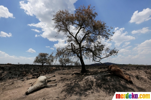 Sejumlah sapi mati tergeletak di lahan yang ikut dilalap kebakaran hutan di Caapucu, Paraguay, pada 14 Januari 2022. Kebakaran hutan di Paraguay menghanguskan sedikitnya 10.000 hektare hutan dan padang rumput serta menewaskan puluhan hewan ternak.