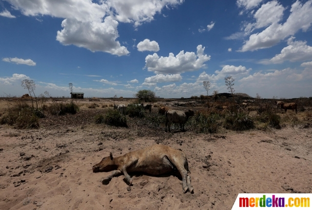 Seekor sapi tergeletak tak berdaya di lahan yang ikut dilalap kebakaran hutan di Caapucu, Paraguay, pada 14 Januari 2022. Kebakaran hutan di Paraguay menghanguskan sedikitnya 10.000 hektare hutan dan padang rumput serta menewaskan puluhan hewan ternak.