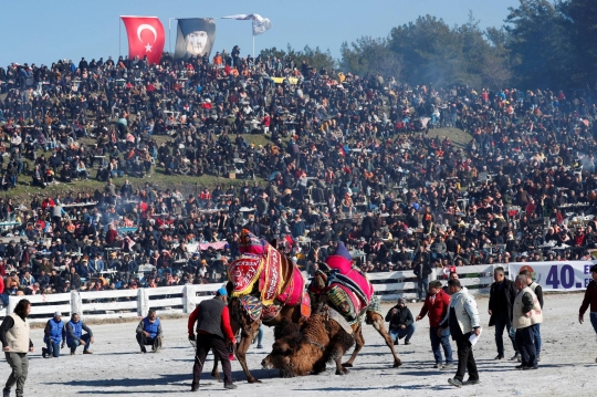 Melihat Festival Gulat Unta Internasional di Turki