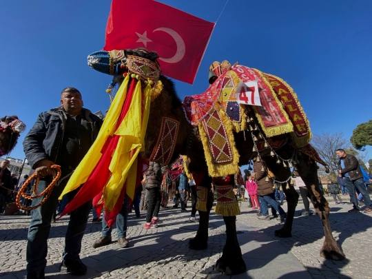 Melihat Festival Gulat Unta Internasional di Turki