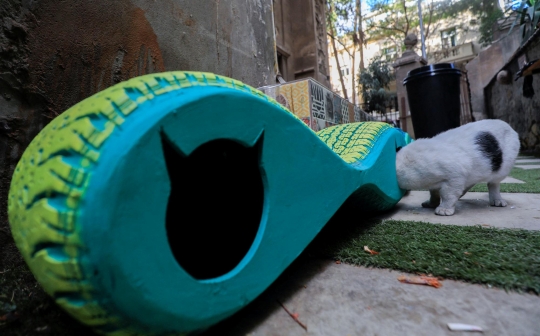 Seniman Kairo Bikin Tempat Penampungan Bergerak untuk Kucing Liar