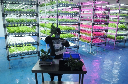 Menengok Budidaya Sayuran dengan Teknik Vertikal Farming di Depok