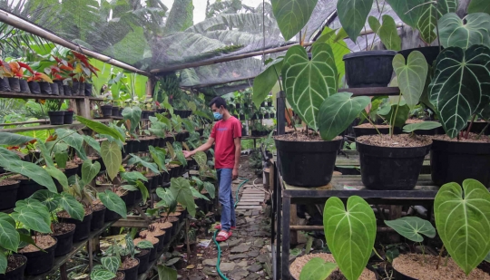 Menengok Budidaya Tanaman Hias yang Terjual Sampai Luar Negeri