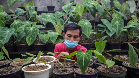 Menengok Budidaya Tanaman Hias yang Terjual Sampai Luar Negeri