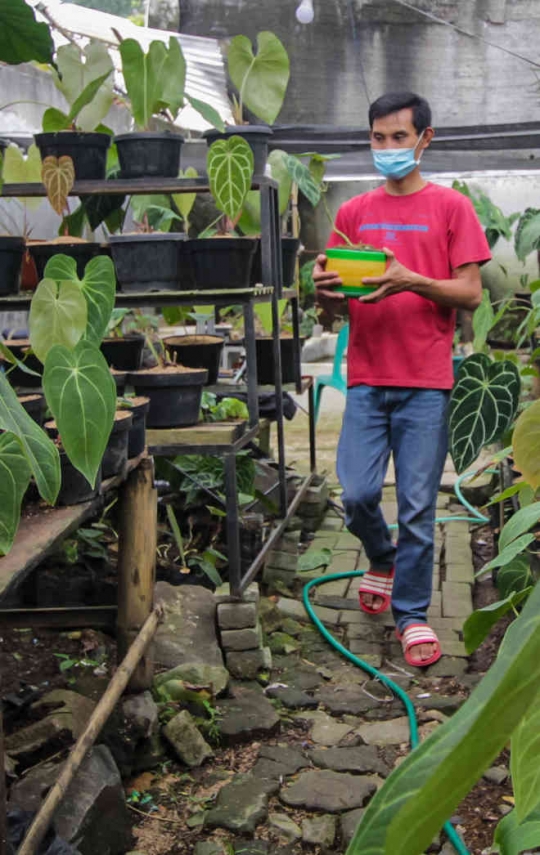Menengok Budidaya Tanaman Hias yang Terjual Sampai Luar Negeri