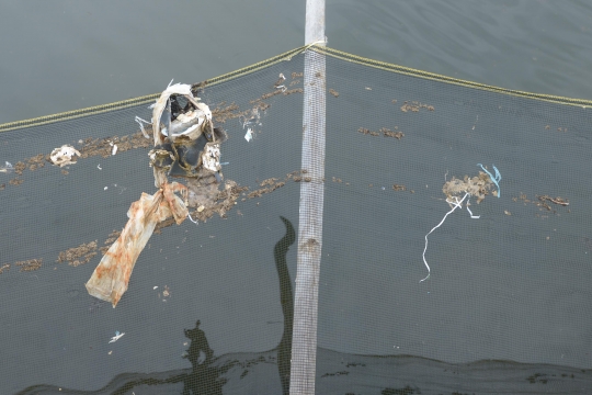 Penampakan Lautan Sampah di Muara Sungai Cisadane