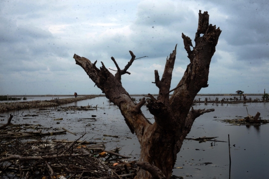 Penampakan Lautan Sampah di Muara Sungai Cisadane