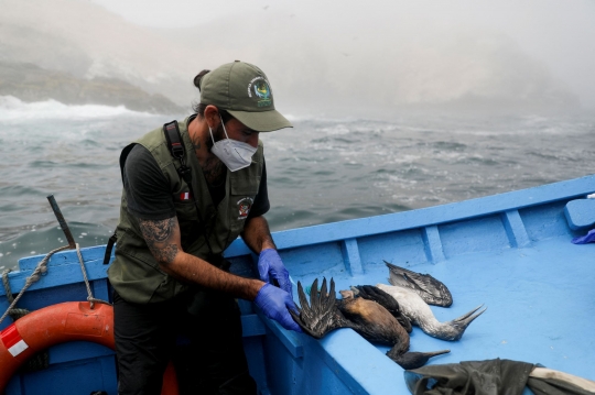 Penyelamatan Hewan Terdampak Tumpahan Minyak di Peru