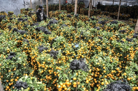 Berburu Pohon Jeruk 'Keberuntungan' Jelang Imlek
