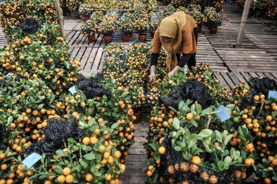 Berburu Pohon Jeruk 'Keberuntungan' Jelang Imlek