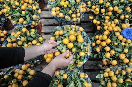 Berburu Pohon Jeruk 'Keberuntungan' Jelang Imlek