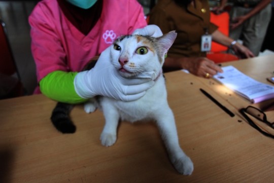 Ekspresi Kucing-Kucing saat Disuntik Vaksin Rabies