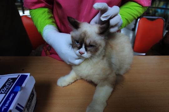 Ekspresi Kucing-Kucing saat Disuntik Vaksin Rabies