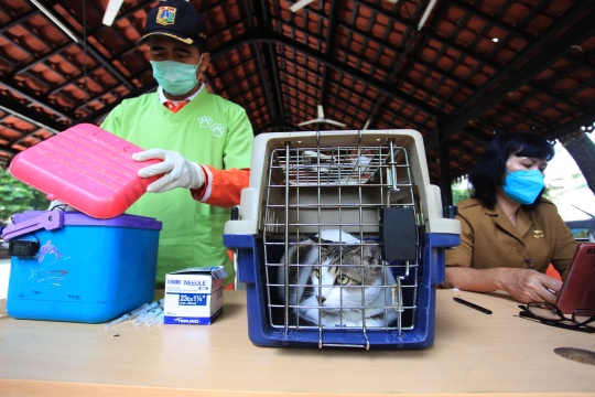 Ekspresi Kucing-Kucing saat Disuntik Vaksin Rabies