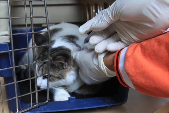 Ekspresi Kucing-Kucing saat Disuntik Vaksin Rabies