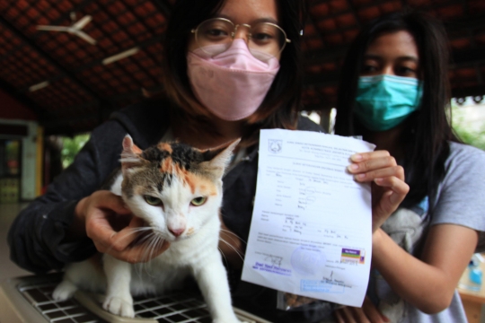Ekspresi Kucing-Kucing saat Disuntik Vaksin Rabies